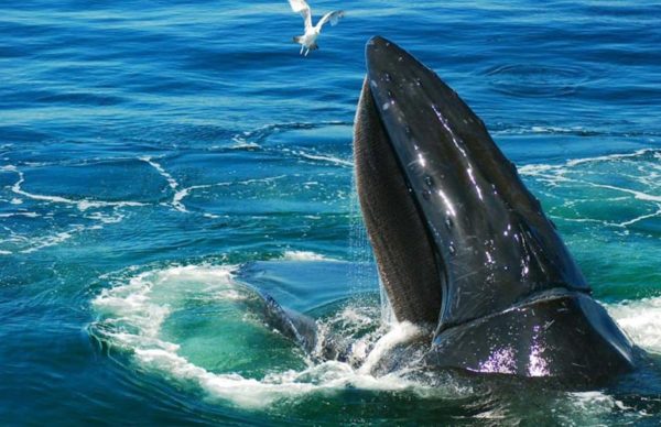 whale-featured-600x388
